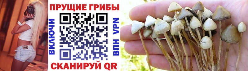 Псилоцибиновые грибы Psilocybe  продажа наркотиков  Яровое 